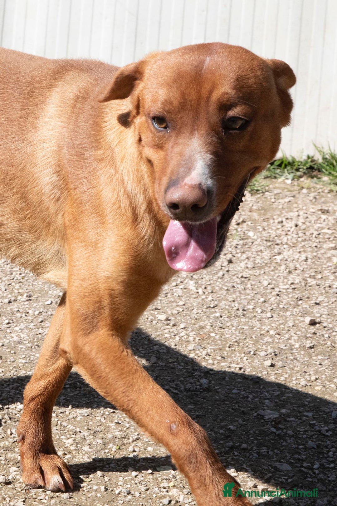 Meticcio cani in regalo: ADOTTA IL TENERO CORFU' a Città metropolitana di Milano - Immagine 1