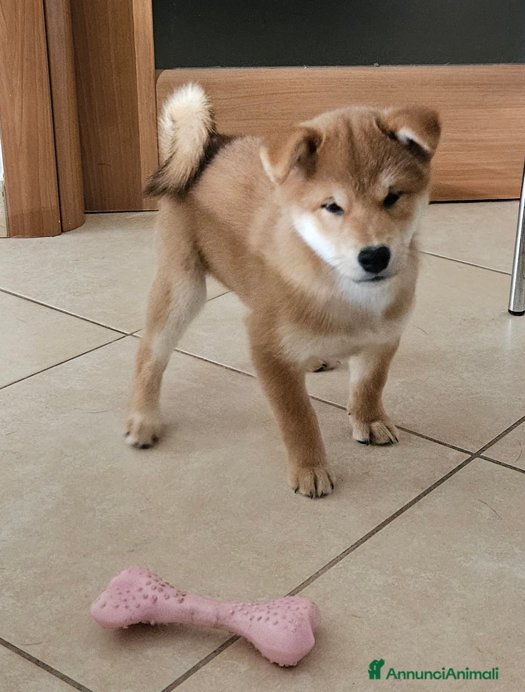 Shiba Inu cani in vendita: Cuccioli di Shiba inu - Annuncio 7