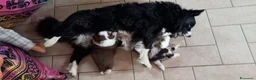 Border Collie cani in vendita: cucciolo Border Collie maschio  - Annuncio 2