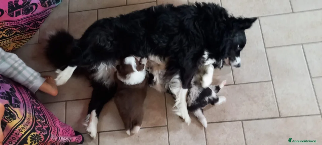 Border Collie cani in vendita: cucciolo Border Collie maschio  - Annuncio 2