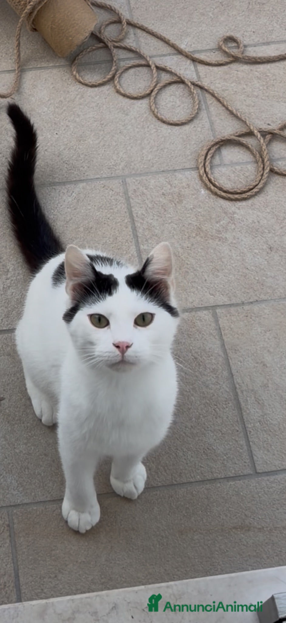 Altre razze gatti Gattino bianco  - Annuncio 1