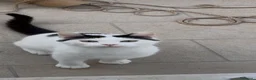 Altre razze gatti in regalo: Gattino bianco  a Provincia di Treviso - Annuncio 1