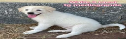 Meticcio cani in regalo: CUCCIOLI ESCLUSI E SOLI! a Città Metropolitana di Genova - Annuncio 10