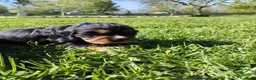 Cocker cani in vendita: Cocker  - Annuncio 5