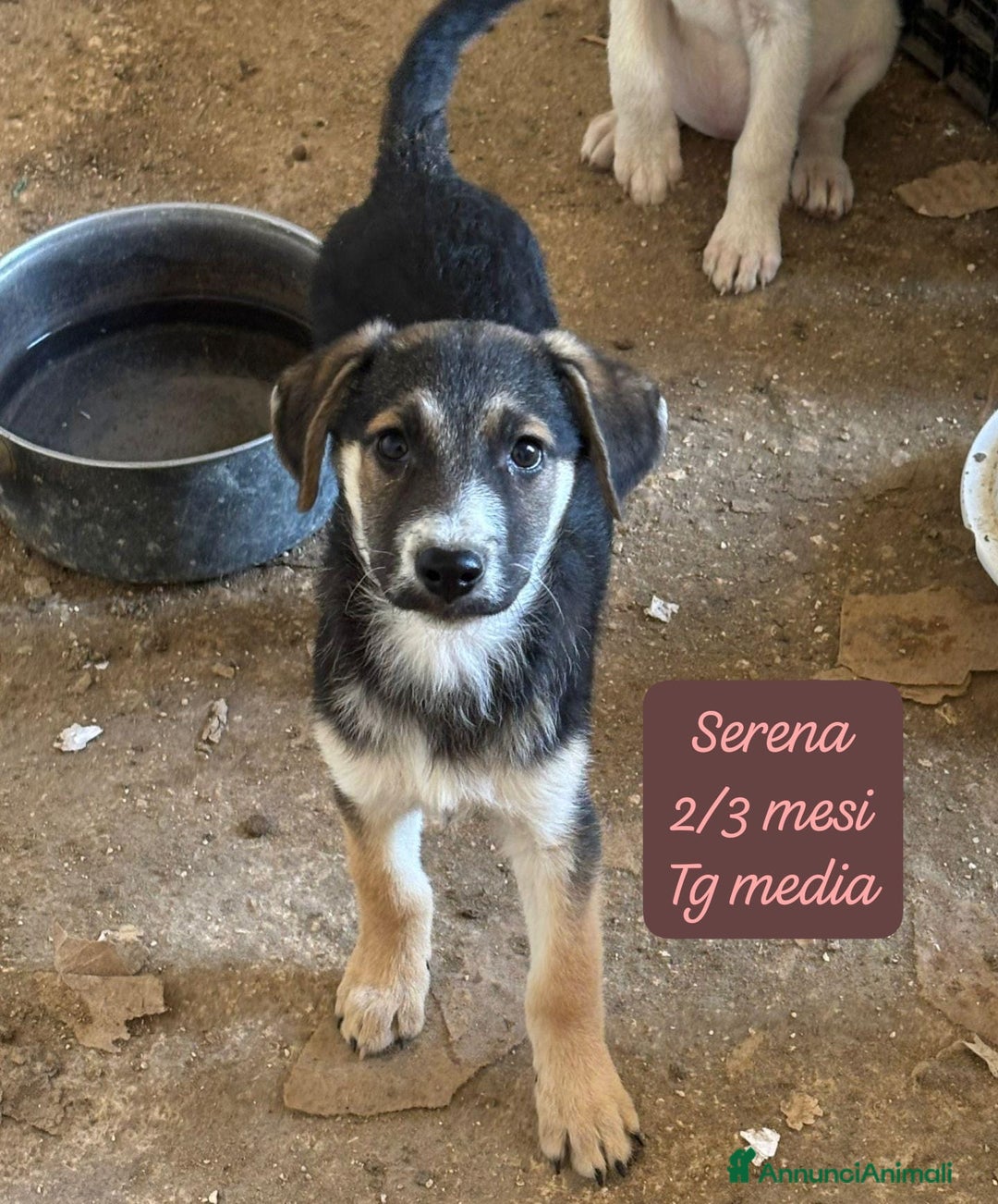 Meticcio cani in regalo: Cuccioli, non hanno chiesto di nascere  - Annuncio 2