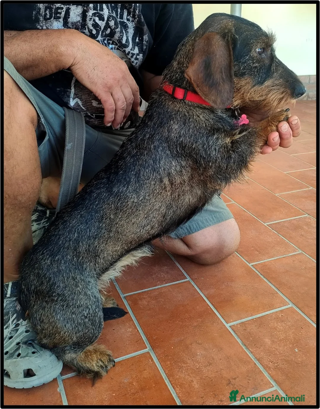 Bassotto cani in vendita: Cuccioli di bassotto tedesco a pelo forte - Annuncio 2