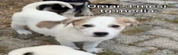 Meticcio cani in regalo: TROPPI CUCCIOLI SOLI IN RIFUGIO  a Provincia di Verona - Annuncio 3