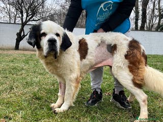 San Bernardo cani BIANCA SAN BERNARDO - Annuncio 2