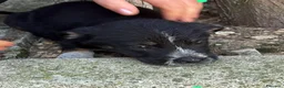 Meticcio cani in regalo: sonia e belle - Annuncio 2