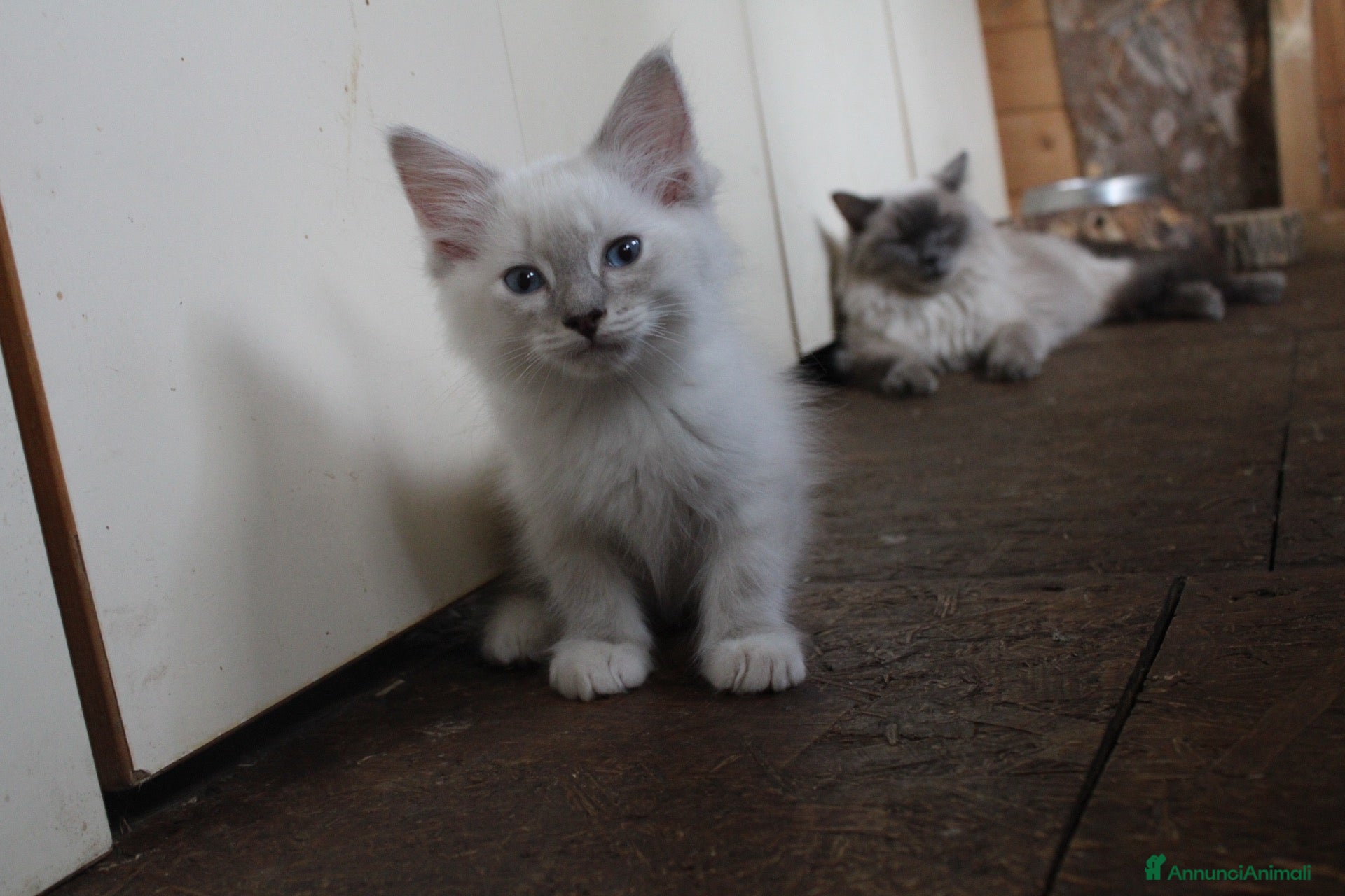 Ragdoll gatti Ragdoll cuccioli splendidi con pedigree.. - Annuncio 29