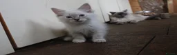 Ragdoll gatti in vendita: Ragdoll cuccioli splendidi con pedigree.. - Annuncio 1