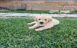 Golden Retriever cani in vendita: Vendo cuccioli  a Libero consorzio comunale di Agrigento - Immagine 5