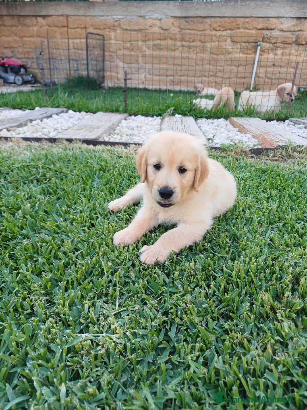 Golden Retriever cani in vendita: Vendo cuccioli  a Libero consorzio comunale di Agrigento - Immagine 5
