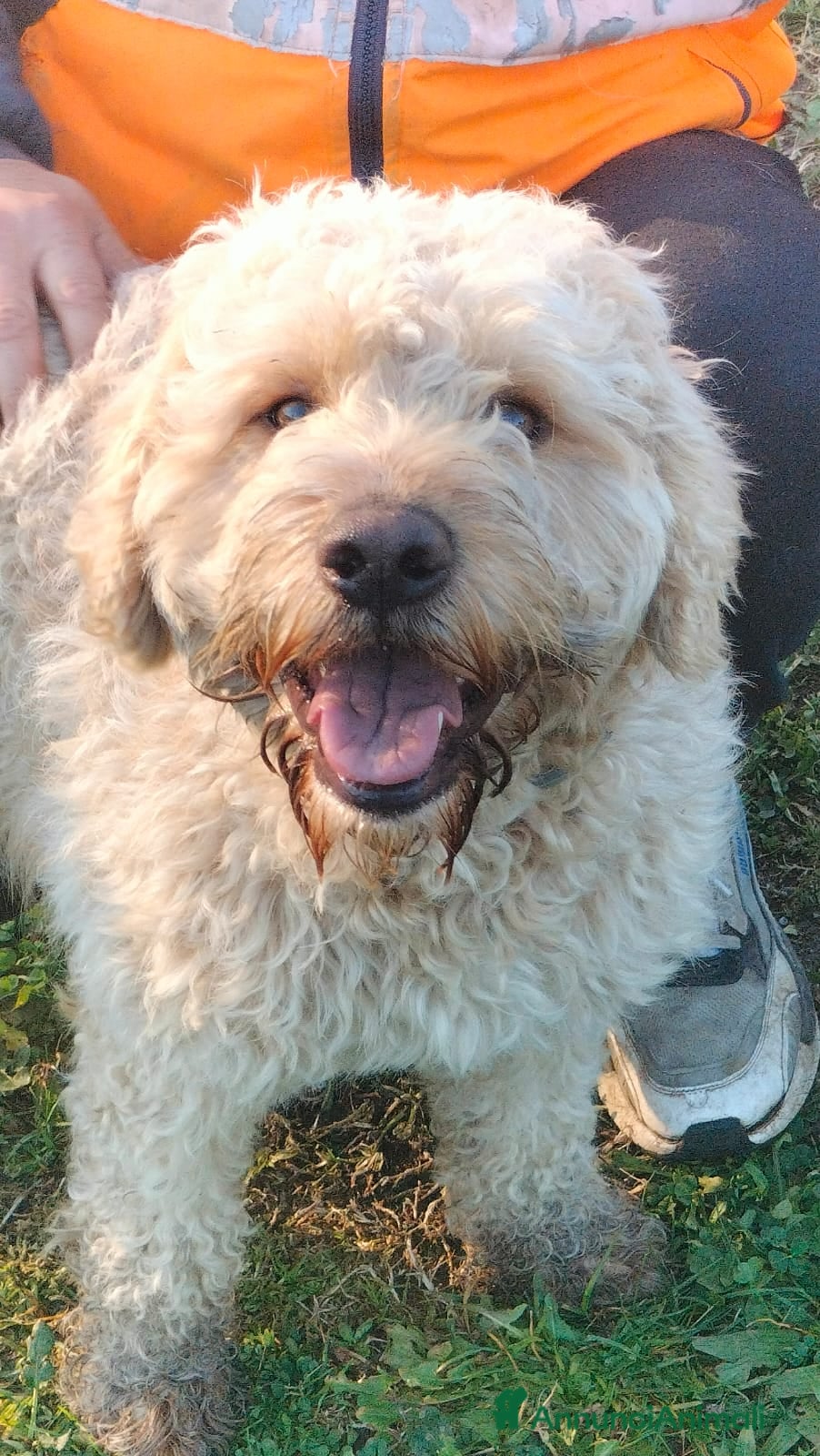 Lagotto cani FIOCCHINO - Annuncio 1