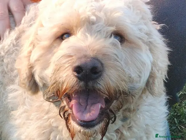 Lagotto cani in regalo: FIOCCHINO - Annuncio 2
