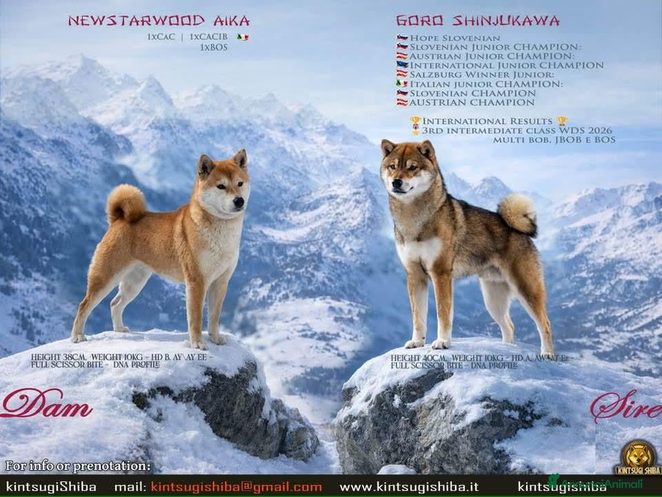Shiba Inu cani Cuccioli di shiba inu - 3 femminucce - - Annuncio 1
