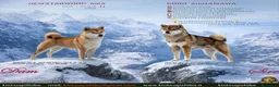 Shiba Inu cani in vendita: Cuccioli di shiba inu - 3 femminucce - - Annuncio 1