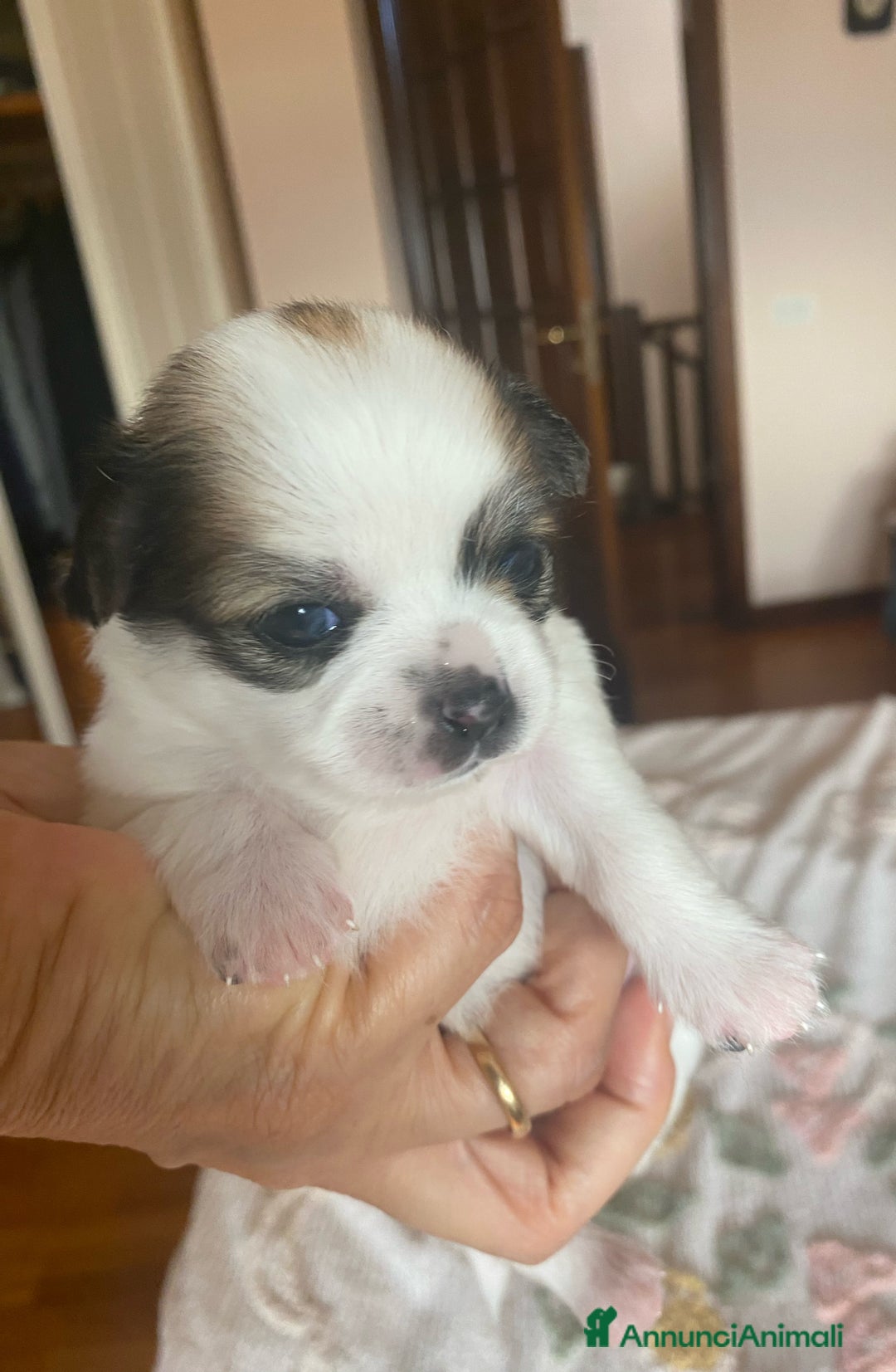 Chihuahua cani in vendita: Cuccioli Chihuahua con pedigree  - Annuncio 11