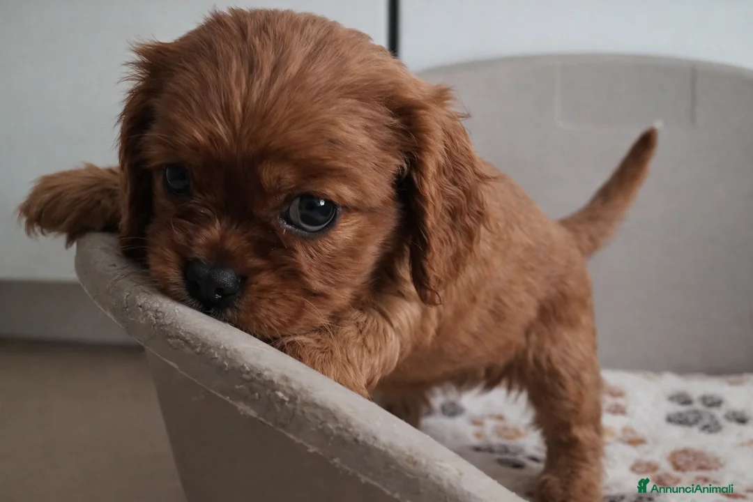 Cavalier King cani in vendita: Cuccioli di Cavalier king ruby - Annuncio 2