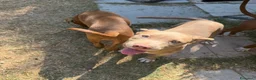 Pitbull cani in vendita: Cuccioli American Pitbull Terrier - Annuncio 4