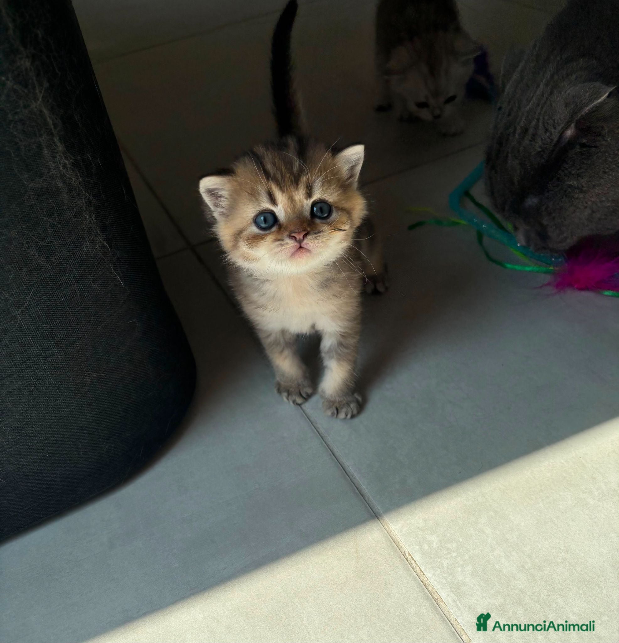 Scottish gatti Bellissimi cuccioli di scottish straight/fold - Annuncio 1