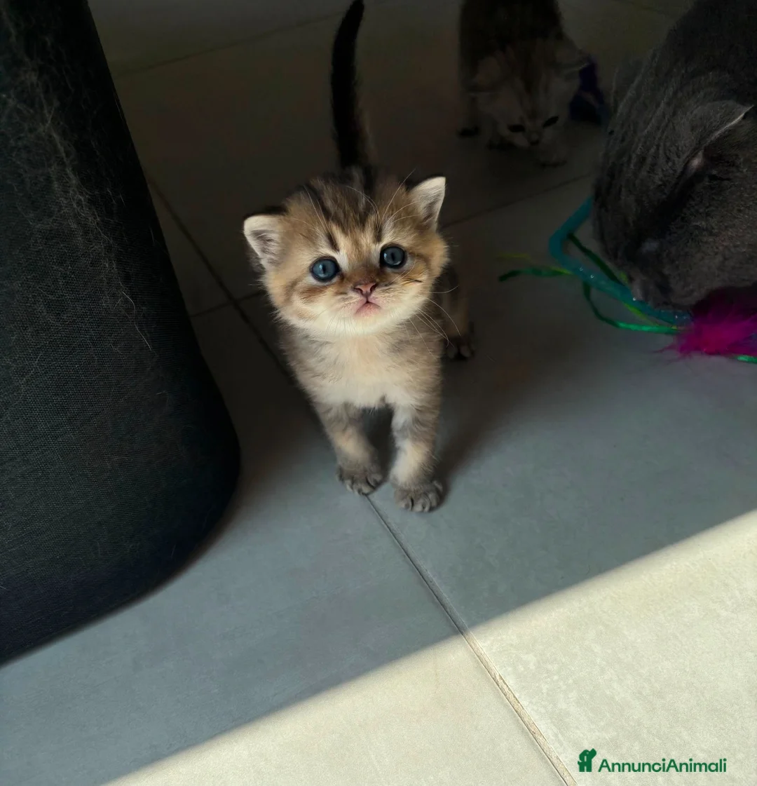 Scottish gatti in vendita: Bellissimi cuccioli di scottish straight/fold - Annuncio 1