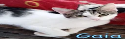 Europeo gatti in regalo: #GAIA E #GINO CERCANO CASA A ROMA! a Città metropolitana di Roma Capitale - Annuncio 2