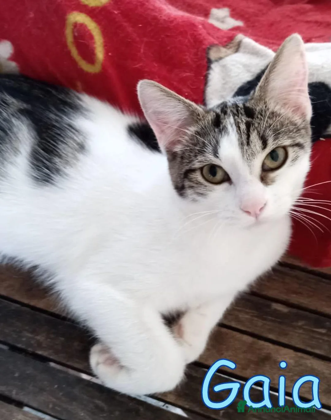 Europeo gatti in regalo: #GAIA E #GINO CERCANO CASA A ROMA! a Città metropolitana di Roma Capitale - Annuncio 2