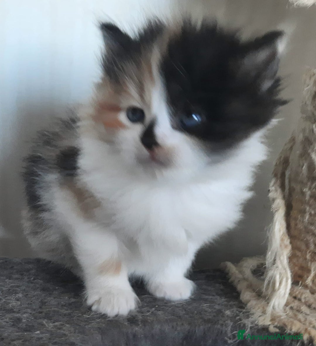 Siberiano gatti in vendita: Gatti cuccioli Siberiani ipoallergenici a Provincia di Forlì-Cesena - Immagine 22