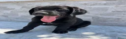 Labrador cani in vendita: Cucciola di Labrador  a Libero consorzio comunale di Agrigento - Annuncio 7