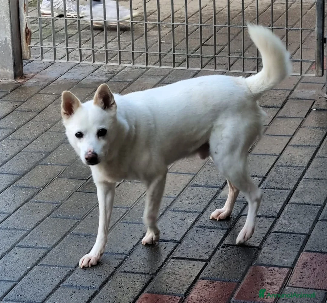 Meticcio cani in regalo: FOX DIVERSAMENTE GIOVANE - Annuncio 3