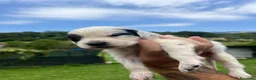 Setter Inglese cani in vendita: Cuccioli setter inglese a Provincia di Bergamo - Annuncio 5