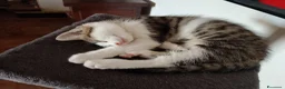 Meticcio gatti in regalo: Gattini  - Annuncio 5