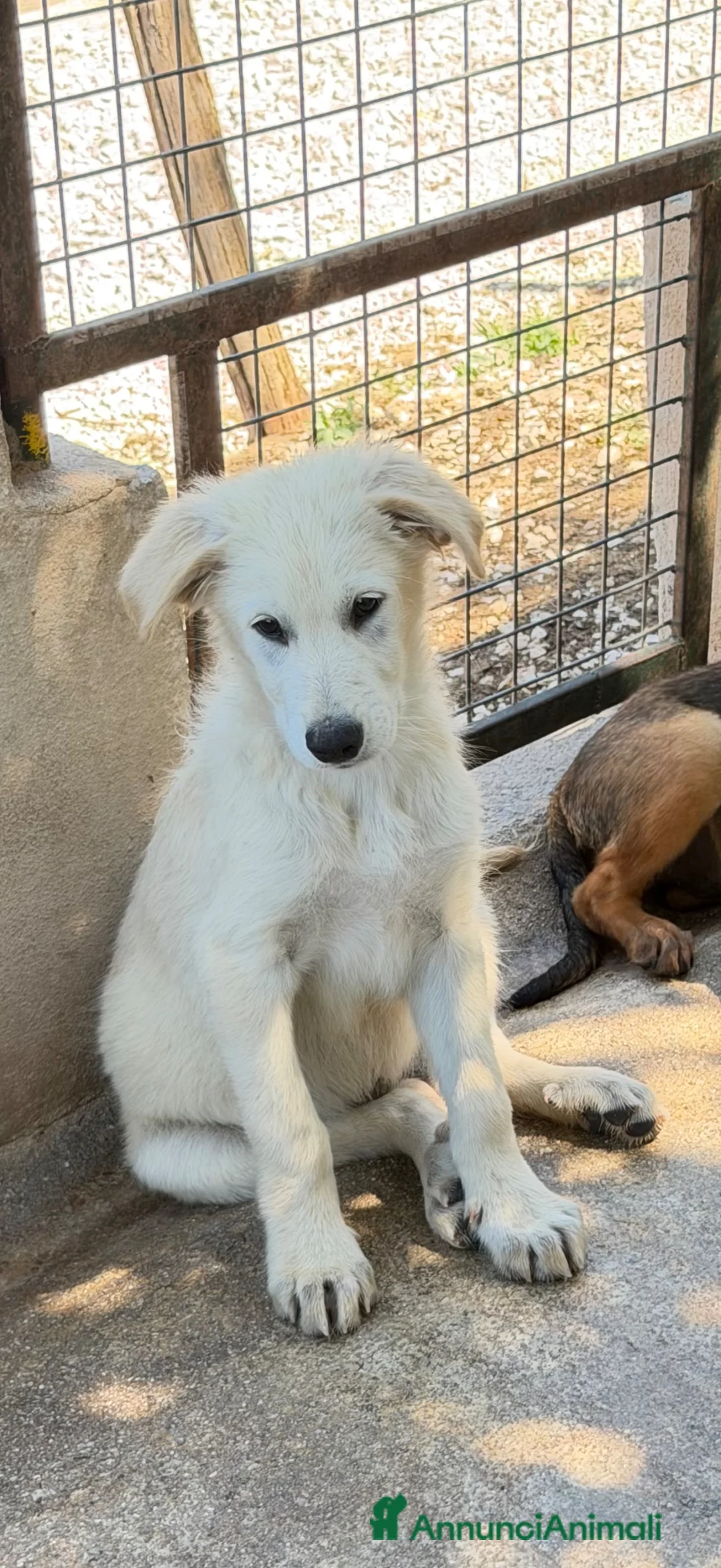 Meticcio cani in regalo: Dino  a Provincia di Reggio Emilia - Annuncio 4