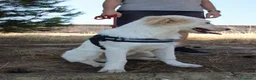 Meticcio cani in regalo: EROS 💙 pronto a diventare il tuo migliore amico! a Provincia di Rimini - Annuncio 4