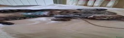 Meticcio gatti in regalo: GATTINE TENERE E GATTA ADULTA - Annuncio 14