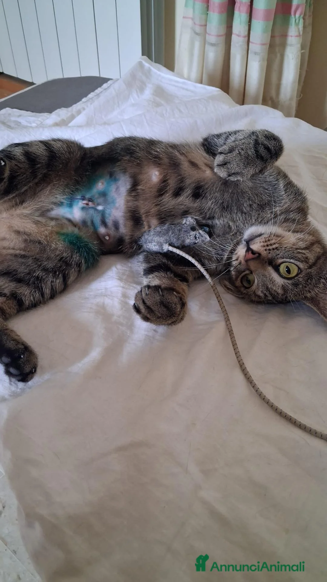 Meticcio gatti in regalo: GATTINE TENERE E GATTA ADULTA - Annuncio 14