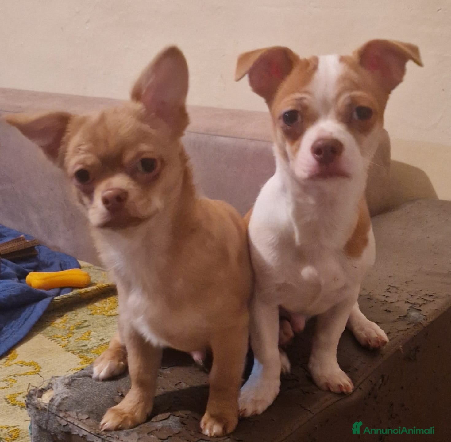 Chihuahua cani Chihuahua - Annuncio 1