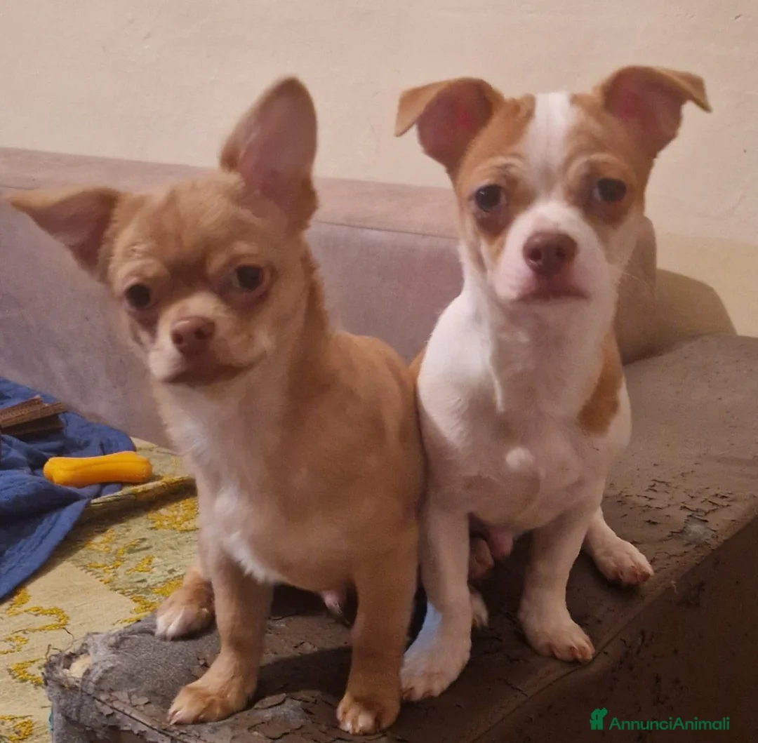 Chihuahua cani in vendita: Chihuahua a Provincia di Pesaro e Urbino - Annuncio 1
