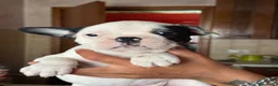Bulldog Francese cani in vendita: Cuccioli di bulldog Francesce  a Provincia di Campobasso - Annuncio 11