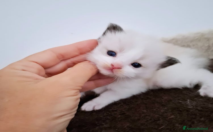 Ragdoll gatti a Città Metropolitana di Napoli - Annuncio 17