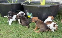 Staffordshire cani in vendita: Stafford cucciolata selezionata a Province of Bergamo - Immagine 5