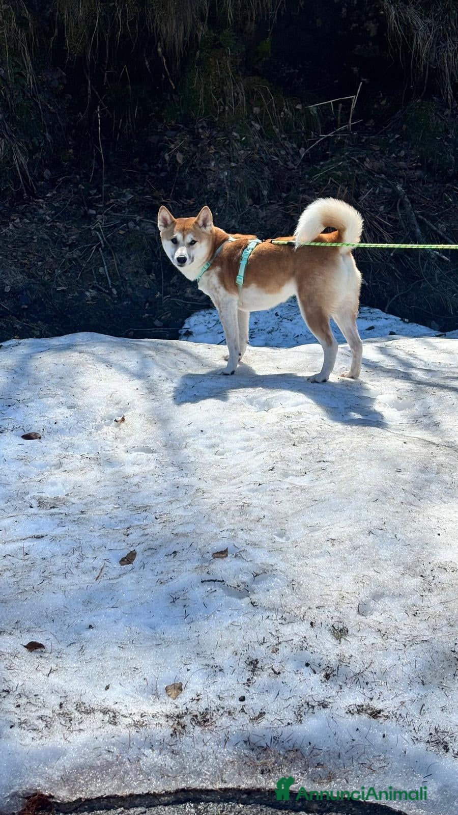 Shiba Inu cani Nya 4 e Hachi 2  - Annuncio 1