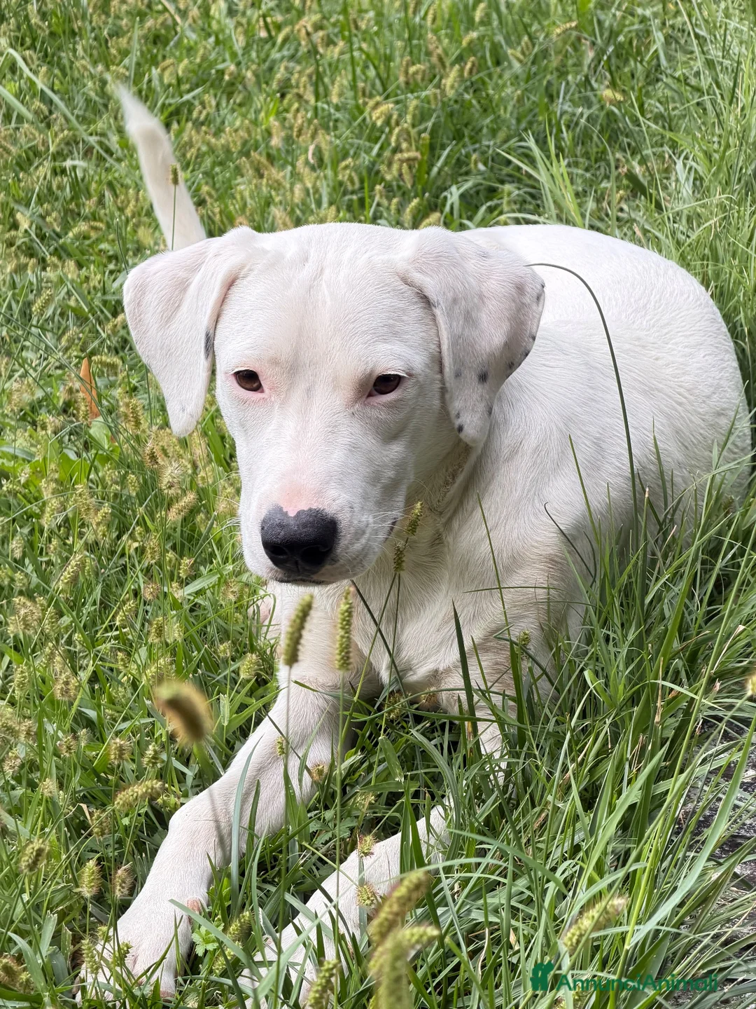 Meticcio cani in regalo: Alice  - Annuncio 1