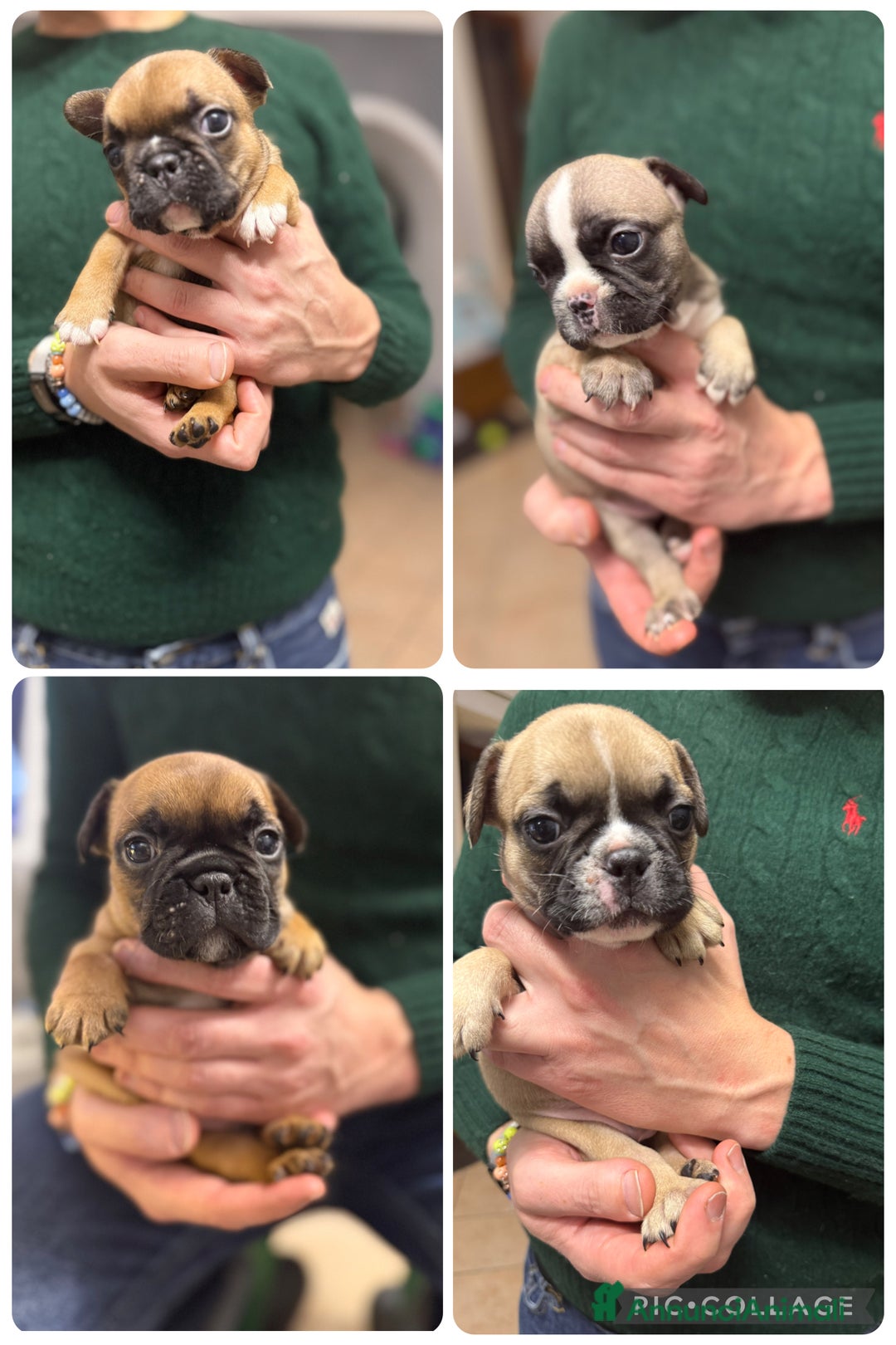 Bulldog Francese cani in vendita: Cuccioli di bulldog francese  - Annuncio 1