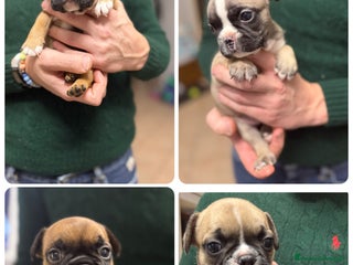 Bulldog Francese cani Cuccioli di bulldog francese - Annuncio 3