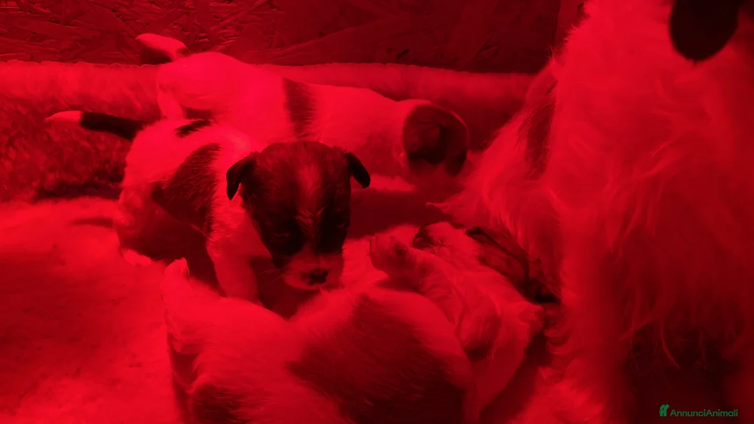 Jack Russell cani in vendita: JACK RUSSELL TERRIER PELO RUVIDO - Annuncio 4