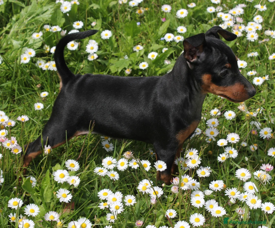 Pinscher Miniatura cani in vendita: Pinscher nano  - Annuncio 3