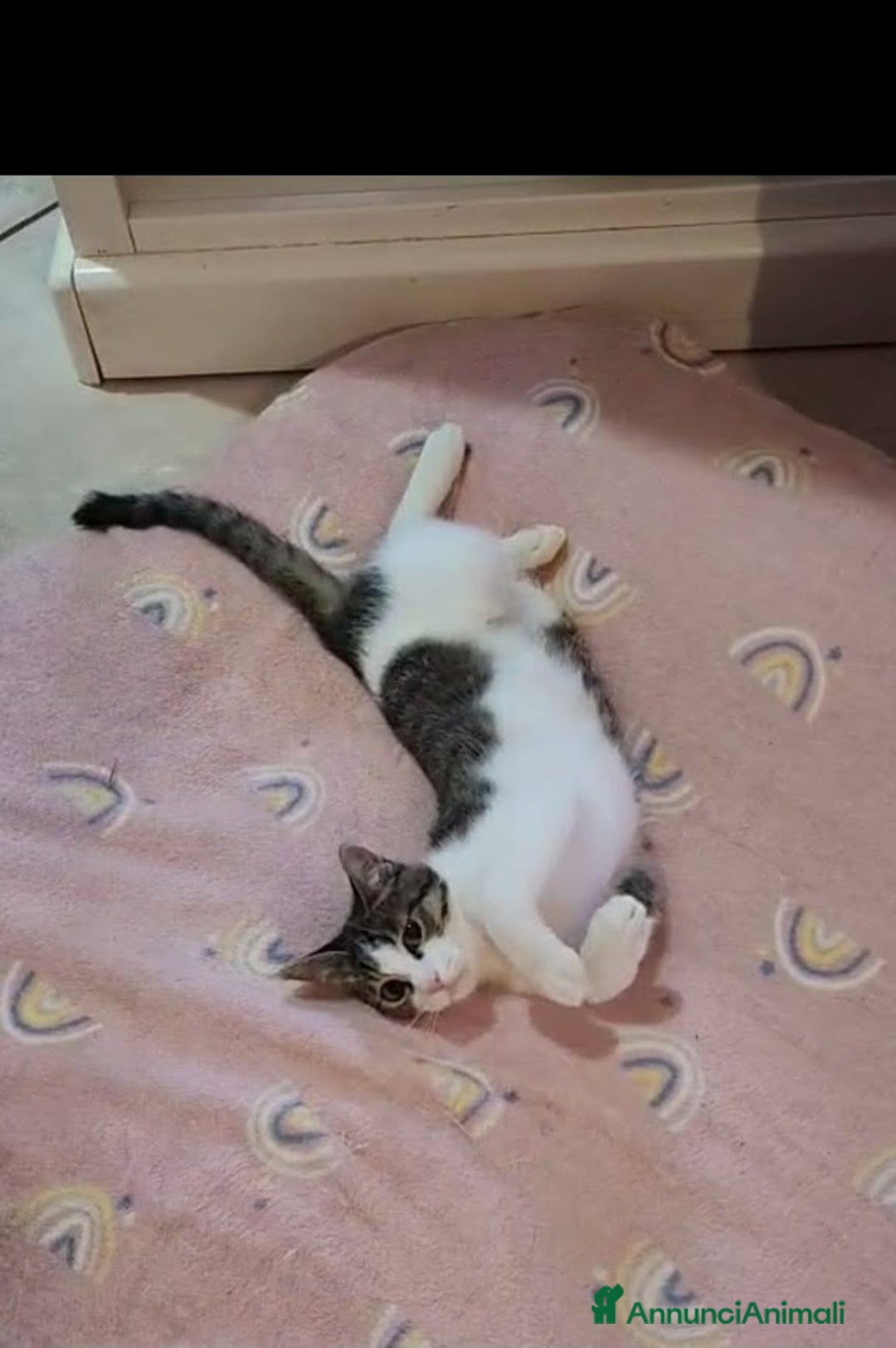 Europeo gatti in regalo: PICCOLO CONNOR 5 MESI DI DOLCEZZA - Annuncio 5