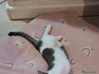 Europeo gatti PICCOLO CONNOR 5 MESI DI DOLCEZZA - Annuncio 6